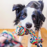 Black and white dog playing with a colorful chew pull-toy
