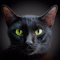 Back Cat Names