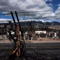 Image: Downed power lines block a road as people feed chickens outside a burnt home in the aftermath of a wildfire in Lahaina, western Maui, Hawaii on Aug. 11, 2023.