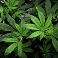 Cannabis leaves.