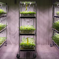 Cannabis mother plants on shelves in a greenhouse