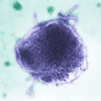 Virus