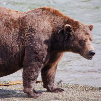 Large brown bear stands near a river.