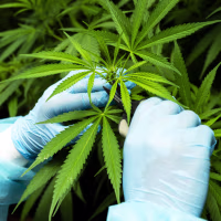 A worker trims cannabis plants inside a greenhouse