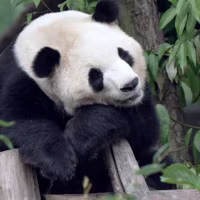 Fu Shuang in Chengdu, China in May 2026.