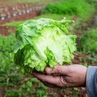 Man's hand holding iceberg lettuce outside on a farm