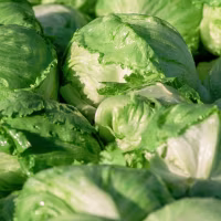 Closeup of Harvested Iceberg Lettuce Heads.