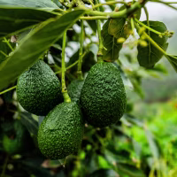 Image: Close-up of avocados on a farm