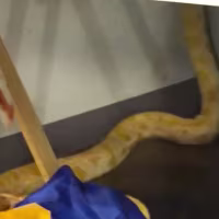 An escaped python snake at Forest Middle School in Virginia.