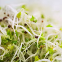 Alfalfa sprouts, close-up