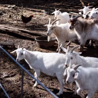 A person closes a gate to a goat pen.