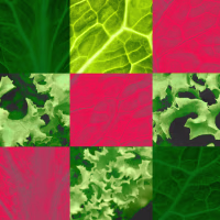 Photo illustration of a grid with different images of lettuce.
