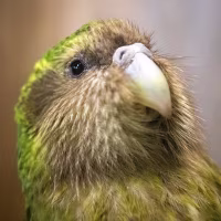 Kakapo
