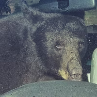 Drought Bear Trouble 1