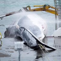 Whaling station in the village of Midsandur, Iceland