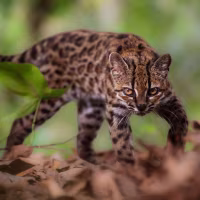 A Leopardus tilcayo at Senda Verde Animal Refuge in Bolivia’s Yungas region. 
