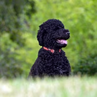 President Barack Obama's family dog, Sunny,