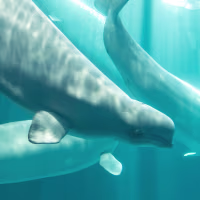Beluga Whale Deaths