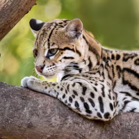 Ocelot close-up.