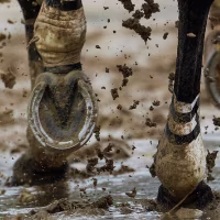 A horse runs through some mud. 