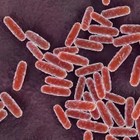 Yersinia pestis bacteria, illustration