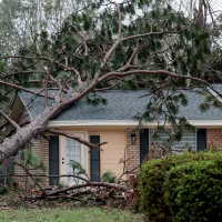 A tree leans against a home