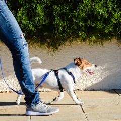Image: Walking a dog on a street, These are the 8 best harnesses for your dog in 2021. Find the best no pull and easy walker dog harnesses from Amazon, Walmart, Chewy, REI and more.
