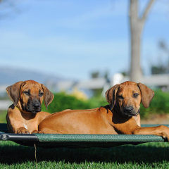 Two little puppies lounging outside on a green platform outdoor dog bed