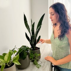 Illustration of Writer watering her Easyplant