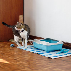 Cat with pet supplies in a bedroom
