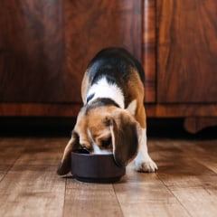 Beagle Feeding. Beagle Puppy Eating Dog Dry Food From A Bowl At Home. Beagle Eat, Adult