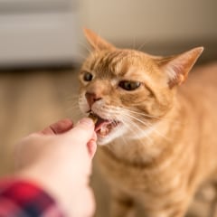 Ginger cat eating a treat from a hand