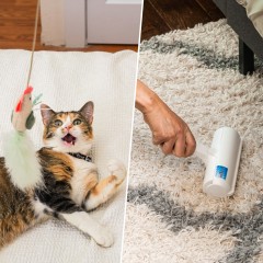 Image of a Cat, a vaccum and a pet hair removal tool