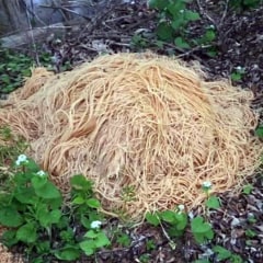 Hundreds of pounds of pasta were dumped in a New Jersey town. 