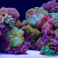 Seaview Aquascape Reversible Background