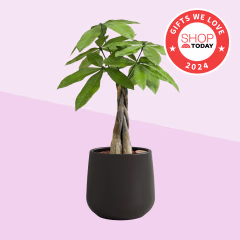Easy Plant Small Self-Watering Plants