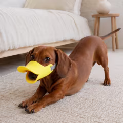 Duckbill Dog Muzzle
