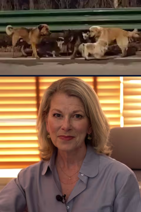 The truth behind the 'stolen dogs' video in China