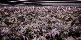 Flowering cannabis plants grow beneath LED lights