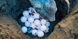 Huevos de tortuga