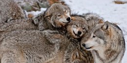 Lobos grises