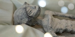 Seres no humanos