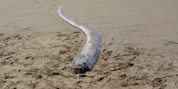 Dead Oarfish 'Sea Serpent' washes ashore on a beach in Mexico.