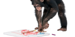 Chimpanzee drawing on a canvas.
