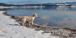 Golden retriever standing by a mountain lake surrounded by snow.