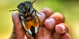 Cicada held in boy's hand