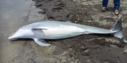 NOAA Fisheries received a report of a dead bottlenose dolphin on West Mae’s Beach in Cameron Parish, La.