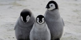 Pingüinos emperador