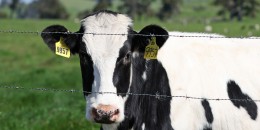 A dairy cow grazes