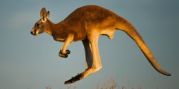 An adolescent male red kangaroo hopping.